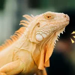 hewan-reptil.width-800.format-webp