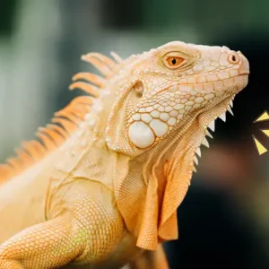 hewan-reptil.width-800.format-webp